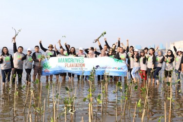 Tanam Bibit Mangrove