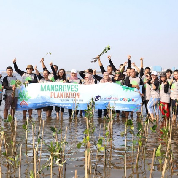Tanam Bibit Mangrove